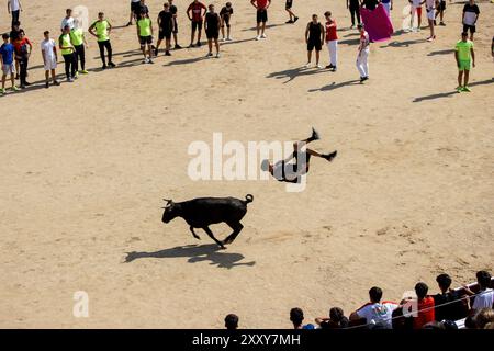 Madrid, Spanien. August 2024. Ein junger Mann springt am ersten Tag der Stierkämpfe in der Stierkampfarena von San Sebastian de los Reyes in Madrid über eine Kuh. Wie jedes Jahr hat die Madrider Stadt San Sebastian de los Reyes heute Morgen die Feierlichkeiten zum schutzheiligen und als Teil davon die Stierkämpfe und Stierkämpfe begonnen. Quelle: SOPA Images Limited/Alamy Live News Stockfoto