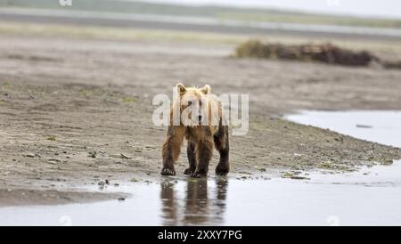 Grizzlybär am Ufer des Douglas River im Katmai National Park in Alaska Stockfoto