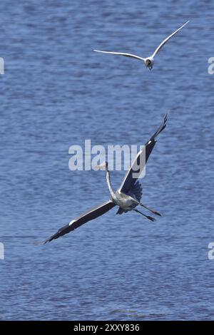 Schwarzkopfmöwe greift Graureiher (Chroicocephalus ridibundus) im Flug an, Schwarzkopfmöwe (Chroicocephalus ridibundus) im Flug Stockfoto