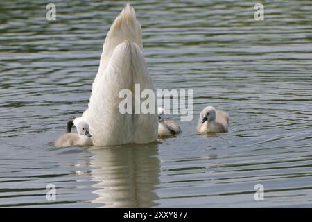 Stummer Schwan mit jungen Tieren, Cygnus olor, stummer Schwan mit jungen Tieren Stockfoto