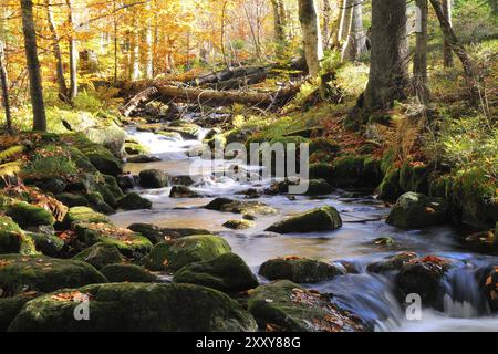 Die kleine Ohe im Bayerischen Wald, im Herbst.Bergbach, kleine Ohe, Nationalpark Bayerischer Wald, Bergbach, Bayerischer Waldnationalp Stockfoto