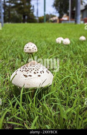 Pilze in neuen Soth Wales Australien Regenschirm Pilze Stockfoto