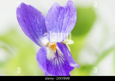 Viola odorata (Viola Odorata), Nahaufnahme Stockfoto