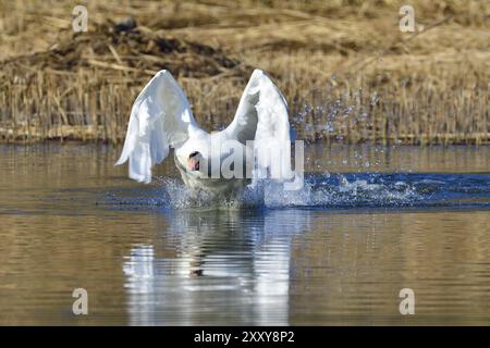 Stummer Schwan im Frühling während der Territorialverteidigung, stummer Schwan im Kampf in einem Teich Stockfoto