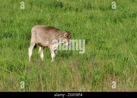 Braunes Schweizer Kalb auf einer Wiese. Braune Schweizer auf einer Wiese Stockfoto