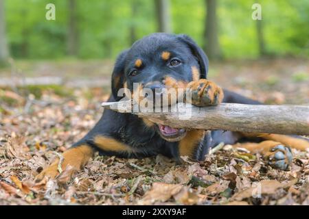 Porträt der jungen Rottweiler Hund beißen Niederlassung im Wald Stockfoto