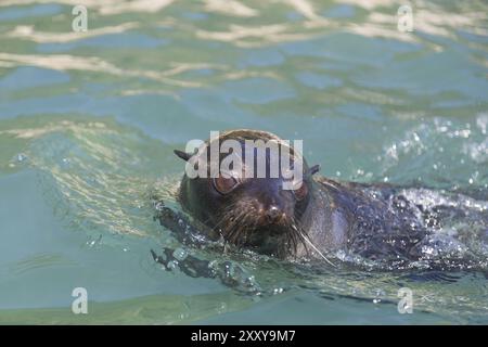 Schwimmende Robben im Abel Tasman Nationalpark, Neuseeland, Ozeanien Stockfoto