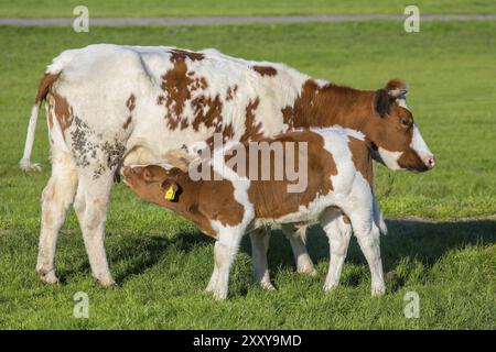 Braun mit weißer Kalb trinken Milch von der Mutter Kuh auf der grünen Wiese Stockfoto