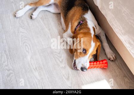 Hund Kauspielzeug auf Holzboden zu Hause. Stockfoto