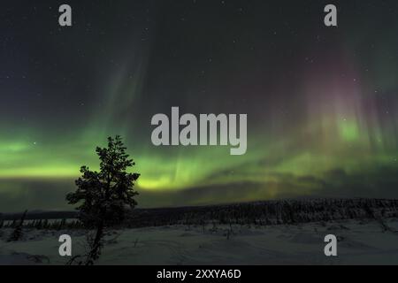 Nordlichter (Aurora borealis) über verschneite Landschaft, Gaellivare, Norrbotten, Lappland, Schweden, März 2013, Europa Stockfoto