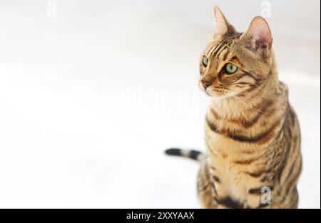 Bengal Katze auf weißem Hintergrund sitzt seitwärts, sieht beiseite. Weißer Hintergrund Stockfoto