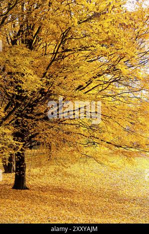 Buchen im Herbst mit hellgelbem Laub Stockfoto