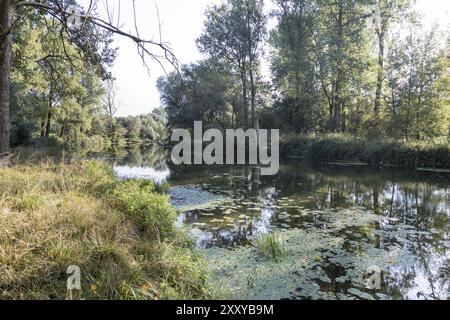 Isar altes Wasser, Isar Rückwasser Stockfoto