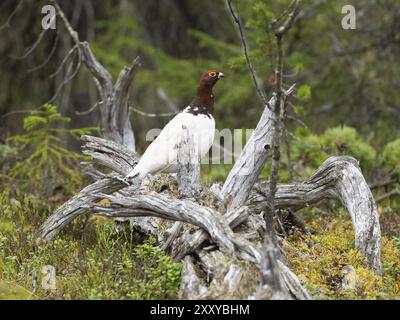 Weidenptarmigan (Lagopus lagopus) männlich, im Sommergefieder, auf einem toten Baumstamm, in einem Wald, Mai, Finnisch-Lappland Stockfoto