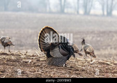 Wilder truthahn. Männliche wilde Truthühner zeigen sich für Weibchen, indem sie ihre Federn auspucken, ihre Schwänze ausbreiten und ihre Flügel ziehen Stockfoto