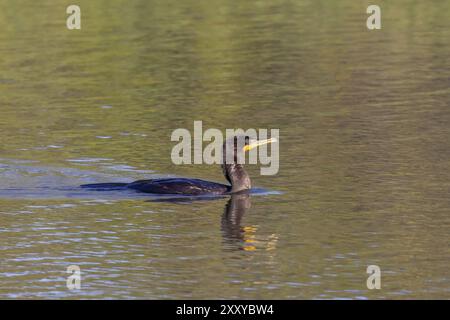 Doppelhauchkormorane (Phalacrocorax aurituson) am Fluss Stockfoto