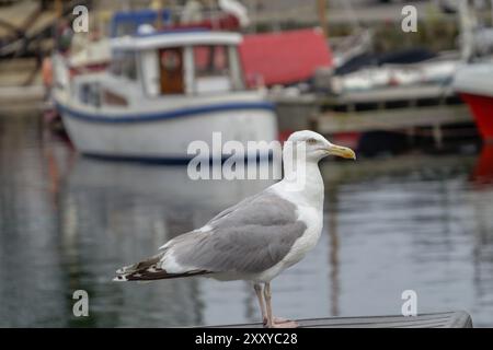 Eine graue und weiße Möwe steht am Rand des Hafens vor Fischerbooten und ruhigem Wasser, svaneke, bornholm, ostsee, dänemark, Skandinav Stockfoto