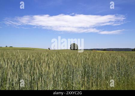 Weizenfeld in Bayern Stockfoto