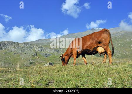 Limousin-Kuh mit Goldroter Fellfarbe auf einer Weide, Reinrassige Limousin-Rasse Stockfoto