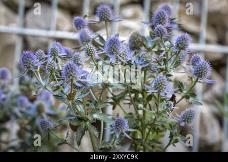 Kleines Manstroh (Eryngium planum) im Garten Stockfoto