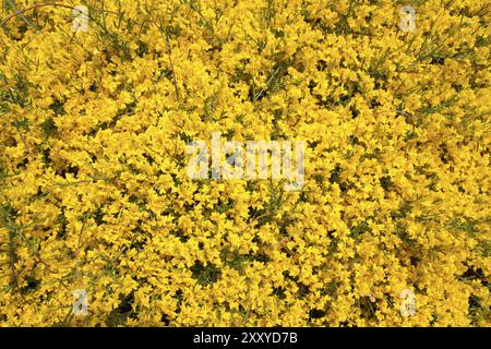 Ginster, Sandginster (Genista) Stockfoto