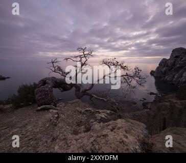 Alter wacholderbaum an der felsigen Küste des Schwarzen Meeres. Krim, Ukraine, Europa Stockfoto