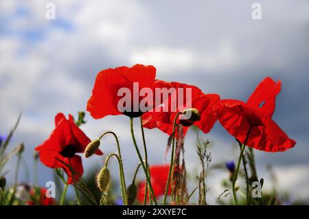 Wilde Mohnblumen an einem Feldrand unter dramatischem Himmel (Wilde Mohnblumen an einem Feldrand unter dramatischem Himmel) am Rande eines Maisfeldes Stockfoto