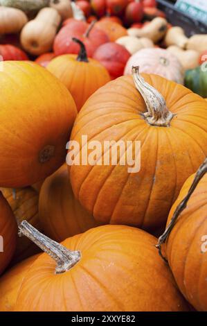 Verschiedene Kürbisse auf einem Markt in Berlin, Deutschland, Europa Stockfoto