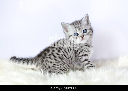 Junge schwarz silber tabby Katze sitzt auf schaffell Stockfoto