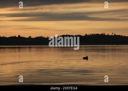 Goldener Sonnenuntergang in Auslikon. Szene am Pfaffikon-See, Schweiz, Europa Stockfoto