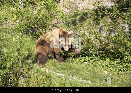 Ein Braunbär im Bärenpark in Bern Stockfoto