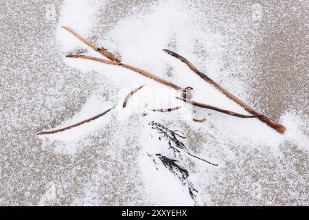 Schneebedeckte Algen an einem Sandstrand, Unstad, Vestvagoy, Lofoten, Nordland, Norwegen, März 2015, Europa Stockfoto