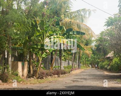 Blick auf die Straße mit zahlreichen Vegetationsarten, einschließlich Palmen und Bananenpflanzen im Vordergrund in Bali, Indonesien. Stockfoto