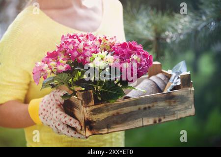 Schneiden Sie nicht erkennbare Frauen in gelber Bluse und Handschuhen, die Holzkiste mit blühenden Blumen und Werkzeugen tragen, während Sie im Sommer im Garten arbeiten Stockfoto