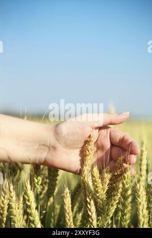 Frau mit ihrer Hand durch einige Weizen in einem Feld Stockfoto