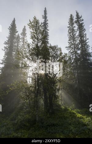 Sonnenstrahlen, die durch Bäume fallen, Dundret Nature Reserve, Gaellivare, Norrbotten, Lappland, Schweden, August 2012, Europa Stockfoto