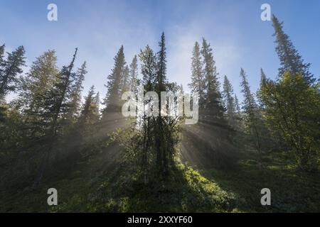 Sonnenstrahlen, die durch Bäume fallen, Dundret Nature Reserve, Gaellivare, Norrbotten, Lappland, Schweden, August 2012, Europa Stockfoto