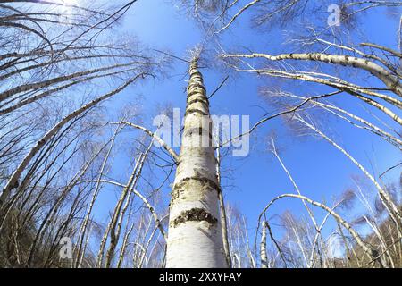 Birkenwald über blauem Himmel über Fischaugenlinse Stockfoto