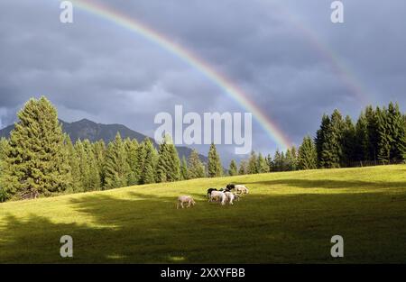 Farbenfroher Regenbogen über Almweide mit Schafen, Bayerische Alpen, Deutschland, Europa Stockfoto