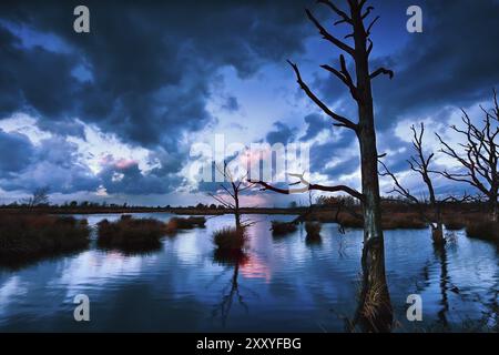 Stürmischer Sonnenuntergang über Moor mit toten Bäumen, Dwingelderveld, Drenthe, Niederlande Stockfoto