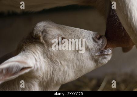 Nahporträt einer Ziege, die am Euter ihrer Mutter saugt. Das Konzept des Tierlebens auf einem Bauernhof Stockfoto