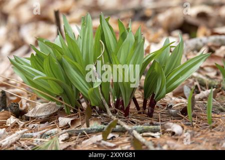 Wilde Rampen, wilder Knoblauch (Allium tricoccum), allgemein bekannt als Rampe, Rampen, Frühlingszwiebeln, wilder Lauch, Holzlauchs. Nordamerikanische Arten von Wildzwiebeln. i Stockfoto