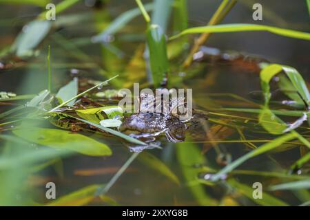 Nördlicher Kaiman (Caiman crocodilus), Jungtiere im Wasser, Tortuguero Nationalpark, Costa Rica, Mittelamerika Stockfoto