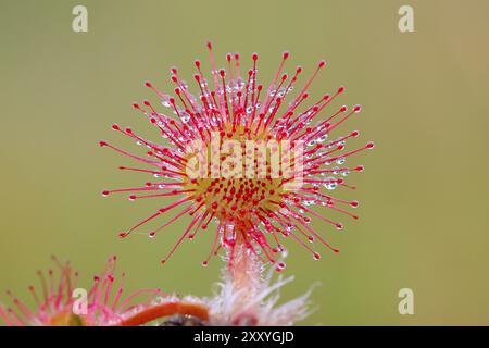 Gewöhnlicher Sonnentau (Drosera rotundifolia), Nahaufnahme, vollständig ausgebreitet und bereit zum Insektenfang, Naturschutzgebiet Aschendorfer Obermoor, Wildes Moor, Emsl Stockfoto