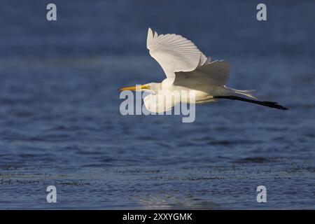 Großer Weißreiher (Adrea alba, Syn: Casmerodius albus, Egretta alba), Studio Stockfoto