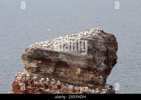 Die Lange Anna (Helgoland) Stockfoto