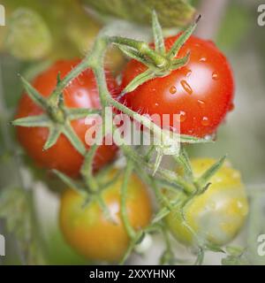 Kirschtomaten auf der Rebe, Nahaufnahme, quadratisches Format Stockfoto