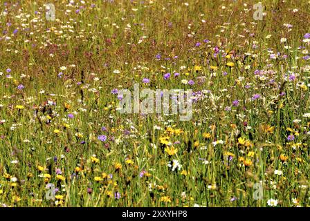 Wanderweg in den Alpen, Bergweide Stockfoto