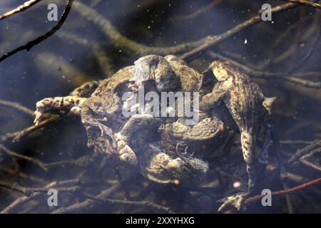 Kröte Migration Stockfoto