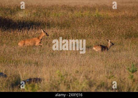 Rehe mit ihrem Kalb, das über eine Wiese läuft. Fliehende Rehe auf einer Wiese Stockfoto